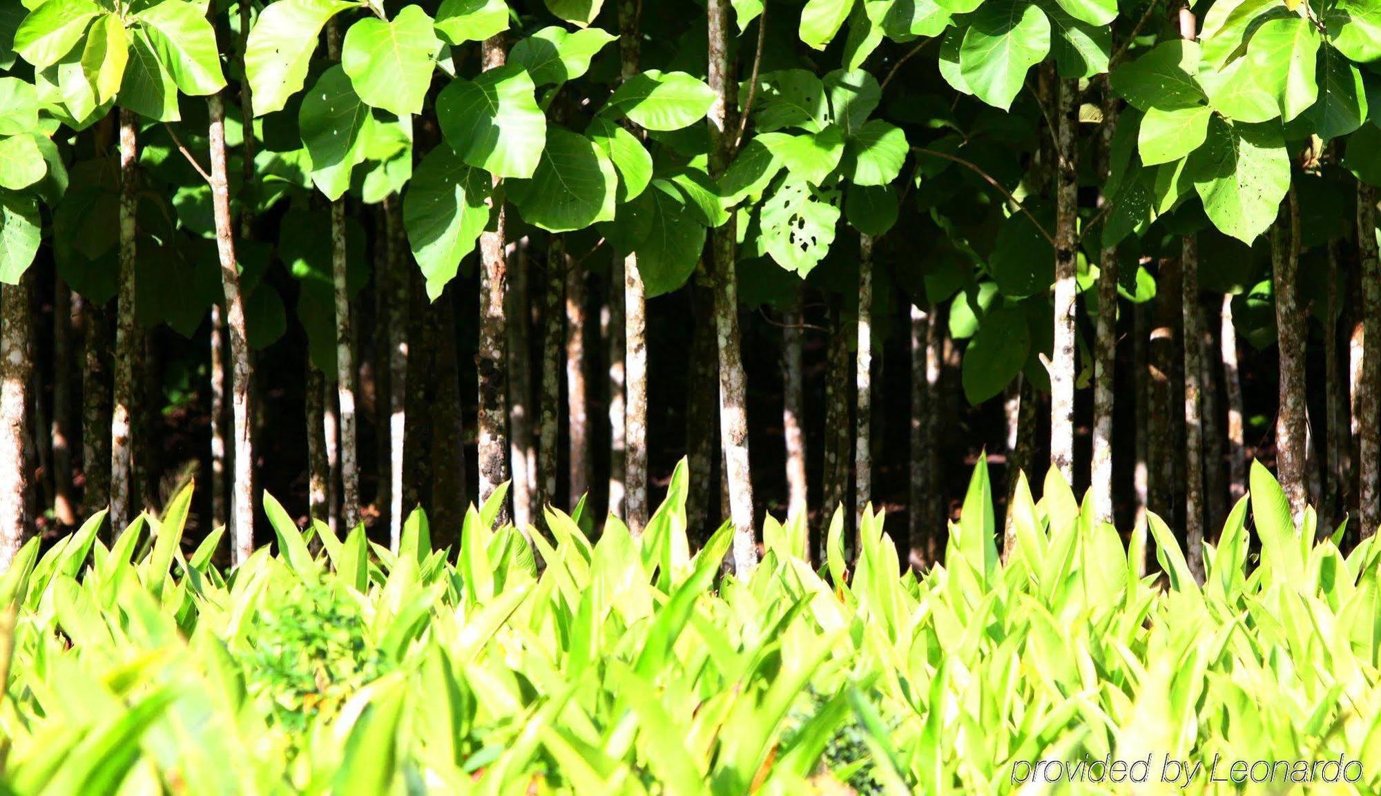 Machaca Hill Rainforest Canopy Lodge Punta Gorda Εξωτερικό φωτογραφία